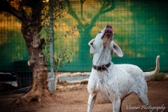 5675_1707574589474297_8206589893279468334_n