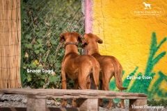 Celine Dion IMG_0790-960