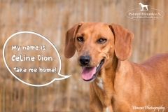 Celine Dion IMG_0806-960