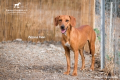 Celine Dion IMG_0808-960