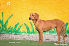 Celine Dion IMG_0815-960