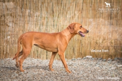 Celine Dion IMG_0820-960