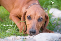 Celine Dion IMG_3331-960