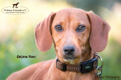 Celine Dion IMG_3348-960