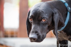 10426639_1734002260164863_5660966024099064578_n