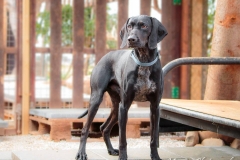 1468654_1734002273498195_1324851401182271181_n