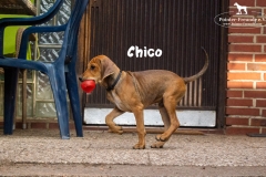 chico_1