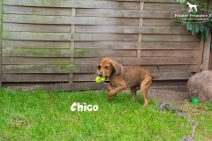 chico_2