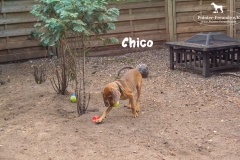 chico_3