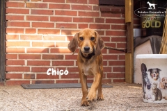 chico_4