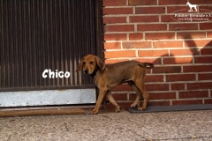 chico_5