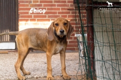 chico_6