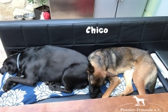Chico_auf_dem_Sofa_mit_buddy