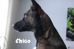 Wachhund-chico