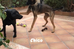 chico-am-spielen