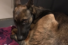 chico-auf-dem-sofa
