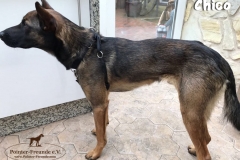 chico-im-stand
