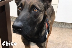 chico-in-der-kueche