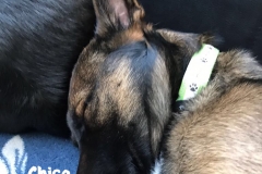chico-macht-lummilein