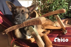 chico_auf_dem_stuhl