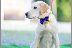 11221454_1700077966890626_4818765016214179482_n