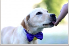 12308278_1700077870223969_4237402048673971448_n