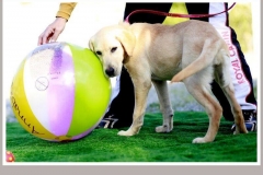 12311092_1700077866890636_8253336779323756976_n