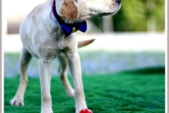 12311302_1700077976890625_8514874996859210008_n