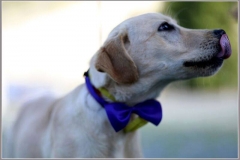 12313781_1700077916890631_9069889707219138016_n