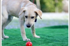 12316650_1700077970223959_289357837899517334_n