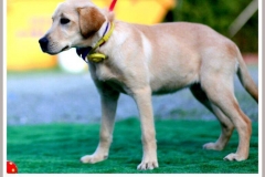 12346406_1700077863557303_4072792261927745113_n