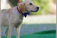 12347883_1700077923557297_6778567305307329124_n