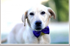 12366462_1700077920223964_6275398169504303125_n