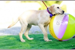 12369030_1700078033557286_39673739384284234_n