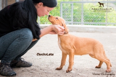 Chockolate IMG_0210-960