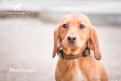 Chockolate IMG_0248-960