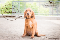 Chockolate IMG_0251-960