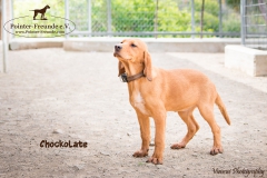 Chockolate IMG_0267-960