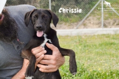 chrissie_5