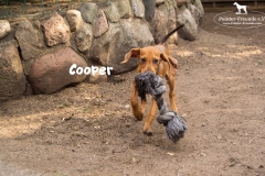 cooper_1