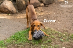 cooper_2