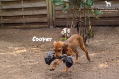 cooper_3
