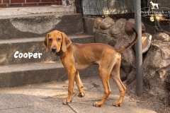 cooper_4