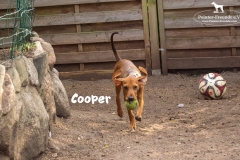 cooper_5