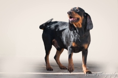 12745981_1727741924124230_1594558516421315592_n