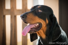 12800399_1727741937457562_5352339587302877593_n