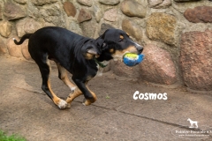 cosmos_1