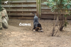 cosmos_2
