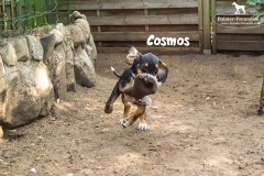 cosmos_3
