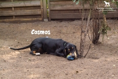 cosmos_4